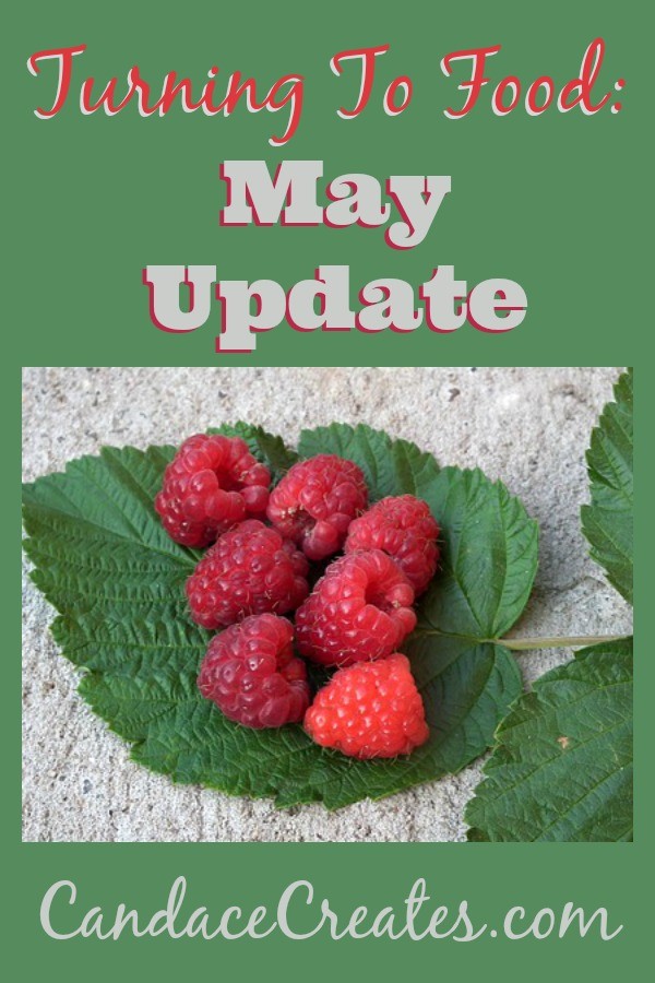 Turning to Food: Check out the May Update of my food addiction journey. This month I added a Fitbit to my toolbox!
